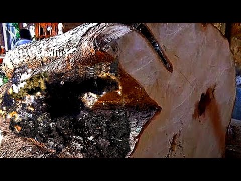 Unexpected Discovery Of Disastrous Tamarind Wood Log At Sawmill