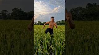 cornfield dancemeister