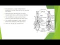 Amphibian Brain Anatomy and Functions