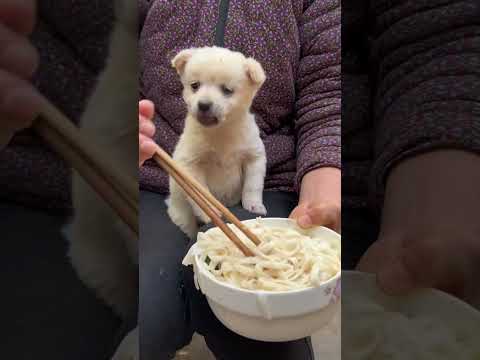 Puppy Lunch Date Adorable Pet Joins Girl for Chinese Noodle Feast! #cute #puppy #pets