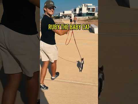 People react to walking my cat?
