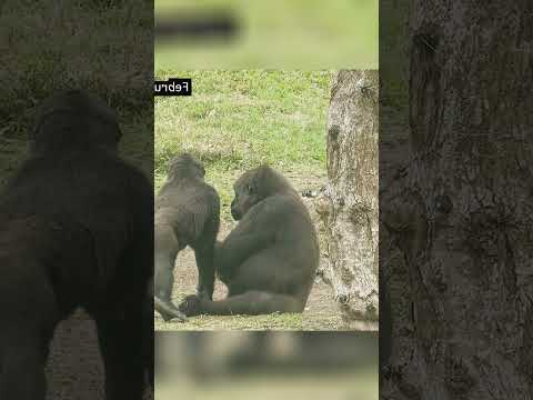 Ringo likes to hug his big brotherJabali #babygorilla #animallife #zoo #cute #monkey