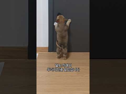 이게..두더지야..강아지야..?