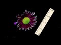 Measuring the Width of a Flower