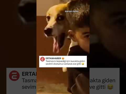 Yaramazlık yapmış sırıtıyor 😂 #komik #köpek #keşfet
