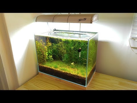 2 Months Update - NO filter, NO CO2, NO Ferts 5 Gallon Nano Tank (Surprise Hitchhiker) Time Lapse