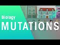 Exploring Mutations and Natural Selection in Evolution