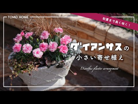 【今オススメのお花】ダイアンサスの初夏まで咲く寄せ植え【ナデシコ】