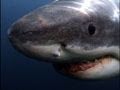 Understanding Shark Behavior and Safety