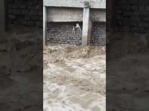 ๐ญ #flood #goat #shorts