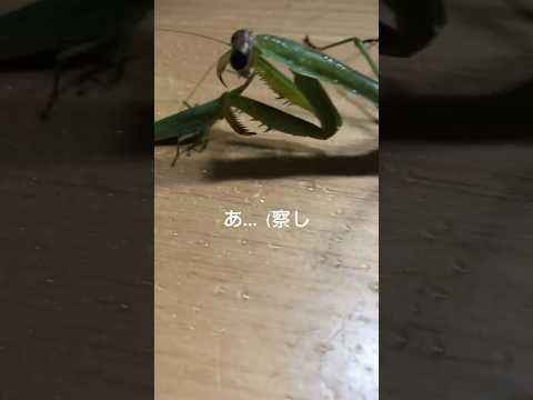 カマキリフェイント #歌ってみた #ジブリ #cover #いのちの名前 #vtuber #カバー #music #昆虫 #insects #昆虫記