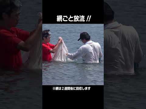 【明石市】稚ダコを大蔵海岸に放流