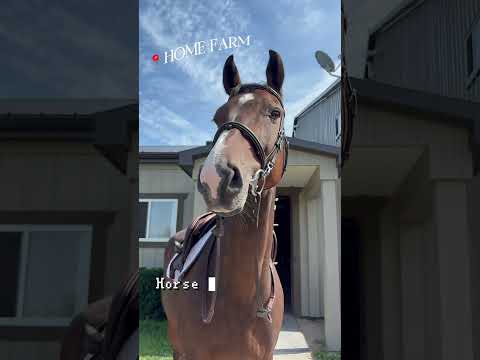 Enjoying our last week of outdoor showing 🍁🤎✨ #equestrianjourney #equestrian #horseshow #diml