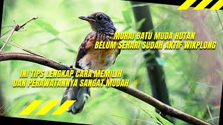 Murai Batu Muda Hutan Sehari Bisa Langsung Bunyi Cuma Dengan Melakukan Beberapa Cara Ini.