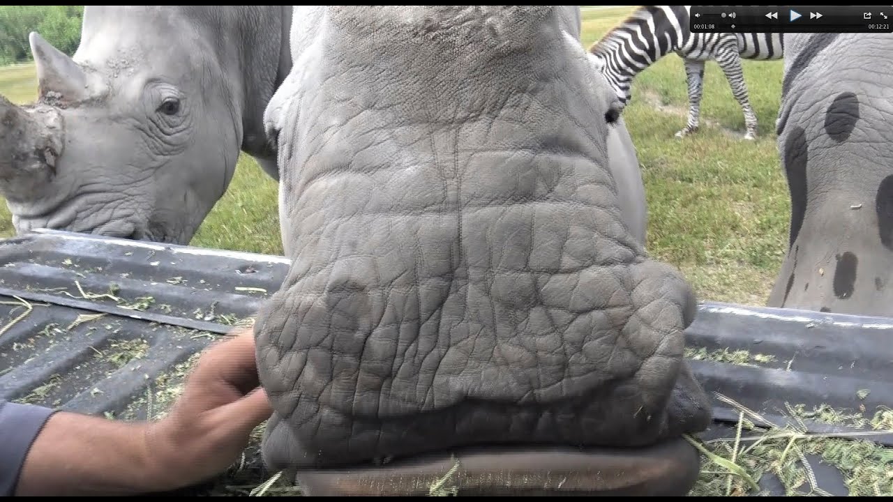 Petting a Rhino and Smoking a Steak! GREAT DAY! DEER MEAT FOR DINNER!