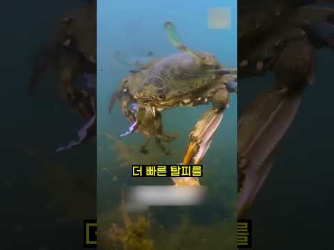 이젠 꽃게마저 순살입니다