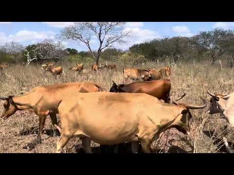 GADO CURRALEIRO PÉ DURO NA CAATINGA SECA