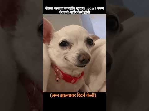 रिटर्न केली..!!😂😂 #funny #funnyanimals #comedy #konkancomedy #bappa