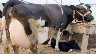 کراس فریزن گاۓ50 لیٹر دودھ دینے والی گاۓ کیٹل مارکیٹ زیادہ دودھ دینے والے گائیں پہلے منڈی میں ائی ہے