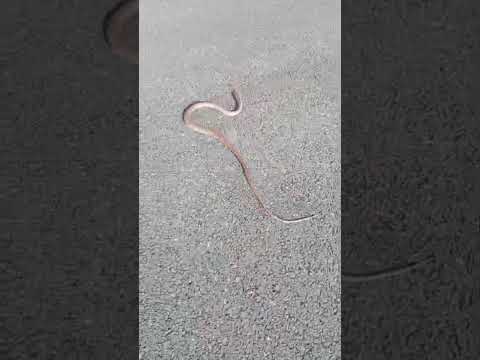 muş bulanık asfaltta engerek yılanı #engerek#mollakent#snake