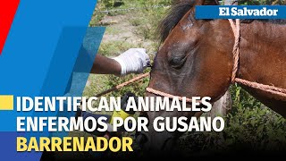 Habitantes de Isla Tasajera temen propagación del gusano barrenador