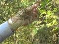 Identifying Trees and Their Features