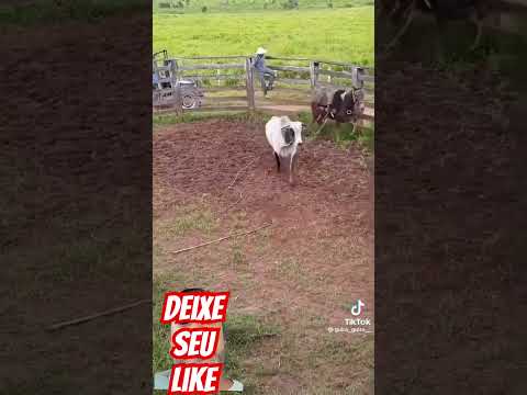 Nelore bravo #nelore #boi #fazenda #agro #viralvideo