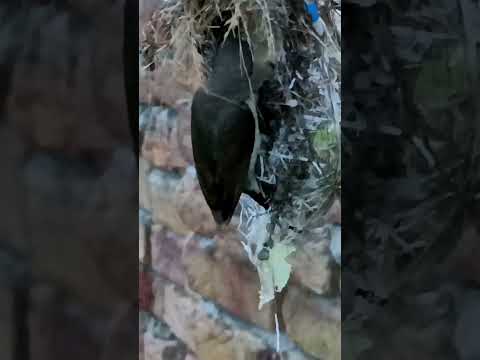 Nature’s Beauty – Sunbird Babies in Their Cozy Home (p 2) #shorts