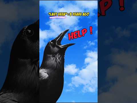 WHY CROWS ARE MISSING !!