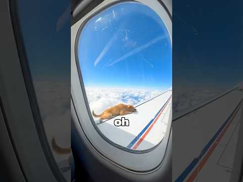 He Jumped From a Plane to Catch a Falling Dog💔 #rescue #animals