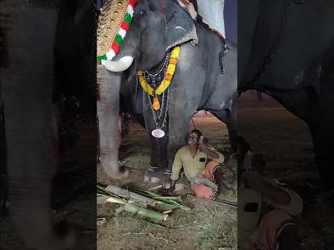 ഒരു ഐസ് എനിക്കും ഒന്ന് കുട്ടിശങ്കരനും, വേണോ.. വേണോ.. #shorts #trending #ytshorts #elephant