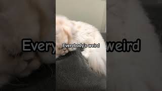 I’m not sure what this is but I love it @SmileCATforeverWCUE :,3 #cats #wcue #subcribeorelse #hi #wc