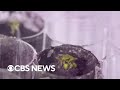 Lunar Soil and Plant Growth Challenges