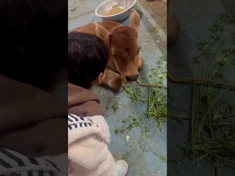"बछड़े का नाम क्या है?" नन्ही बच्ची का प्यारा सवाल जीत लेगा दिल ❤️ #viralvideo #trending #shorts