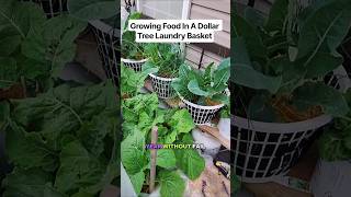 Growing food in a Dollar Tree laundry basket. #containergardening