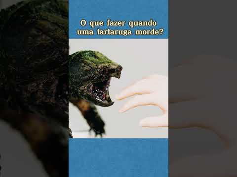 O que fazer quando uma tartaruga morde