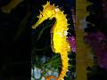 Seahorse Biology and Behavior