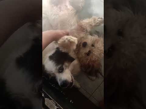 cute dogs #shorts #dog