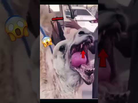 Camel Adoption Process 😲😲