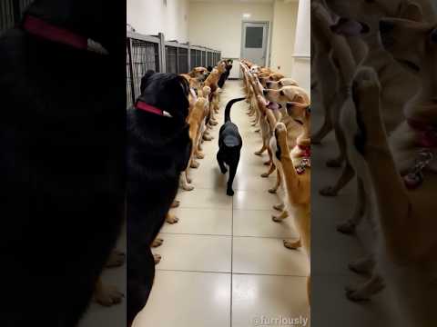 Bossy Cat Welcomed by Dogs #furriously
