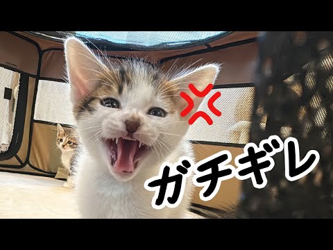 子猫ブチ切れ!? 先住猫と会わせたら大変なことになりました