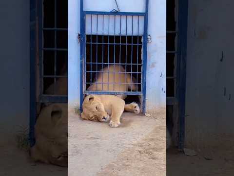 Naughty Lion open tha Cage 😅🦁