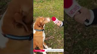 Peter File went out to interview some of these inconsiderate K-9s!