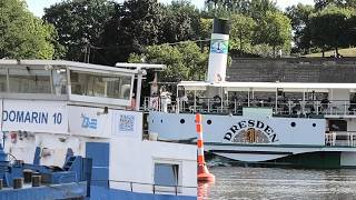 Elbe - Pegel Dresden gestiegen - Dampfer unter Volldampf - Domarin 10 im Einsatz  24.08.2026
