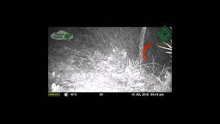 🐾 Zorrillo Pigmeo: ¡Un Micro Carnívoro Endémico de México! #bosquenubosoac #wildlife  #animals