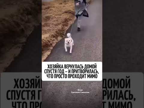 До слез. Встреча спустя год #светланасавинова #собакадругчеловека #собака #встреча #олюбви #любовь