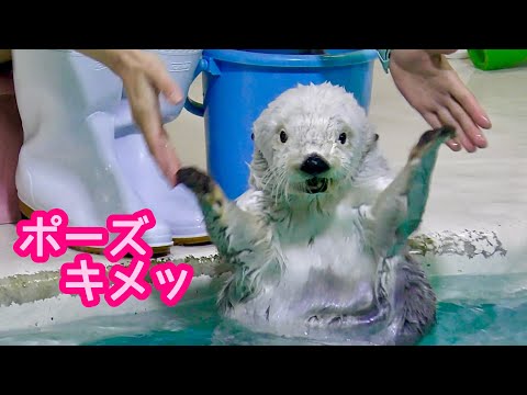 ラッコ　メイちゃんとキラちゃん　手を広げてポーズを取りました【鳥羽水族館】Sea otter May-chan Kira-chan Toba Aquarium 