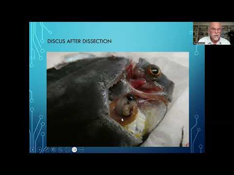 Fish disease case nr. 327 Discus with gill flukes  In this video we show tankraised the Cichlid Discus, Symphysodon, with a bacterial infection and gil