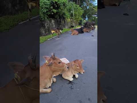 এখনো লালি কে পাওয়া যায়নি#cow#shorts#youtubeshorts##Hello Andaman