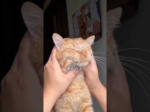 猫がいると、朝から幸せいっぱいになります。 #cat #ネコ